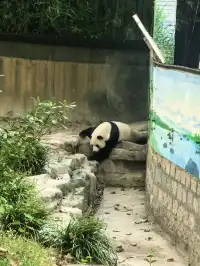 上海野生動物園30歲免費！週末遛娃聖地！