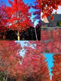 陽澄湖楓葉真的美到窒息超詳細攻略來啦 深秋的蘇州 簡直是人間天堂 除了人山人海的天