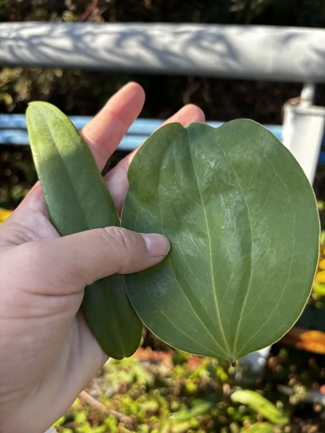 神仙谷隱藏玩法大公開！極限蹦極+深山尋寶