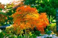 斑斕調色盤,律動生活詩--武漢解放公園秋色