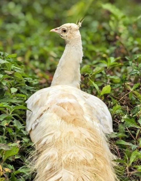 萌獸遍地！海野治癒之旅超全攻略