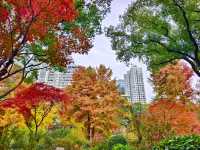 上海小京都這片楓葉階梯美到窒息!人少速來!