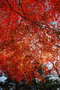 莫干山蔣公古道反穿10KM|楓葉超美