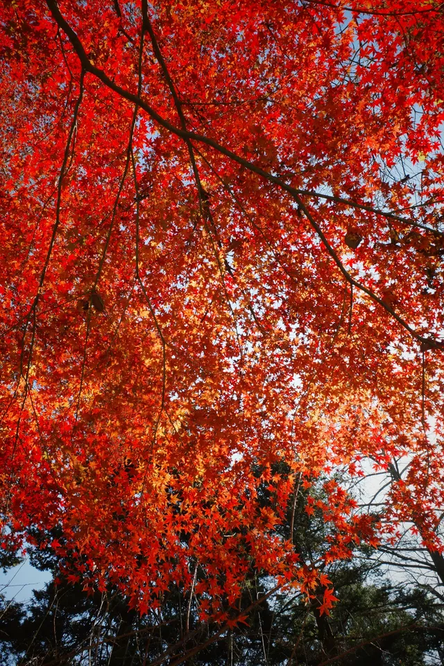 莫干山蔣公古道反穿10KM|楓葉超美 莫干山蔣公古道反穿10KM|楓葉超美