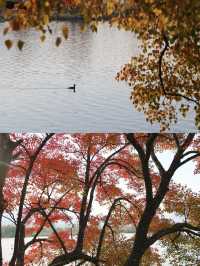 紅了！西昌邛海的烏桕，正把冬天染成滾燙的詩