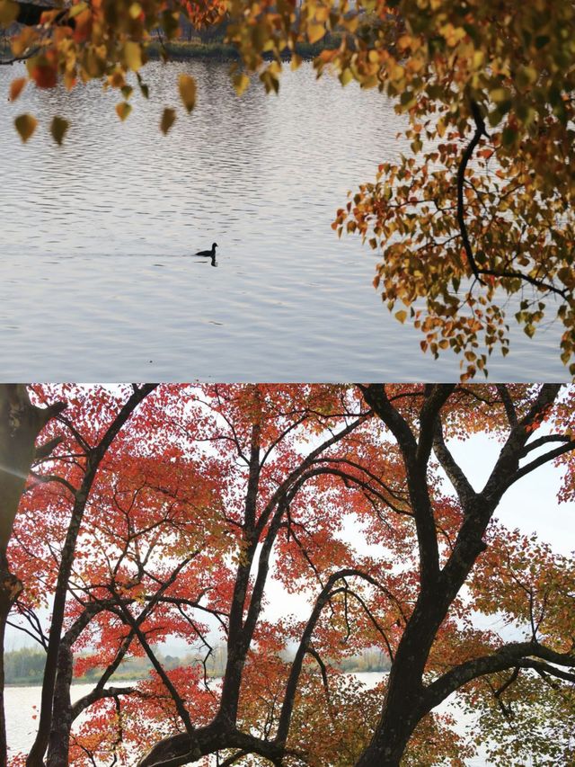 紅了！西昌邛海的烏桕，正把冬天染成滾燙的詩