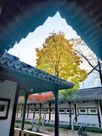 滿城秋色,一宅金黃