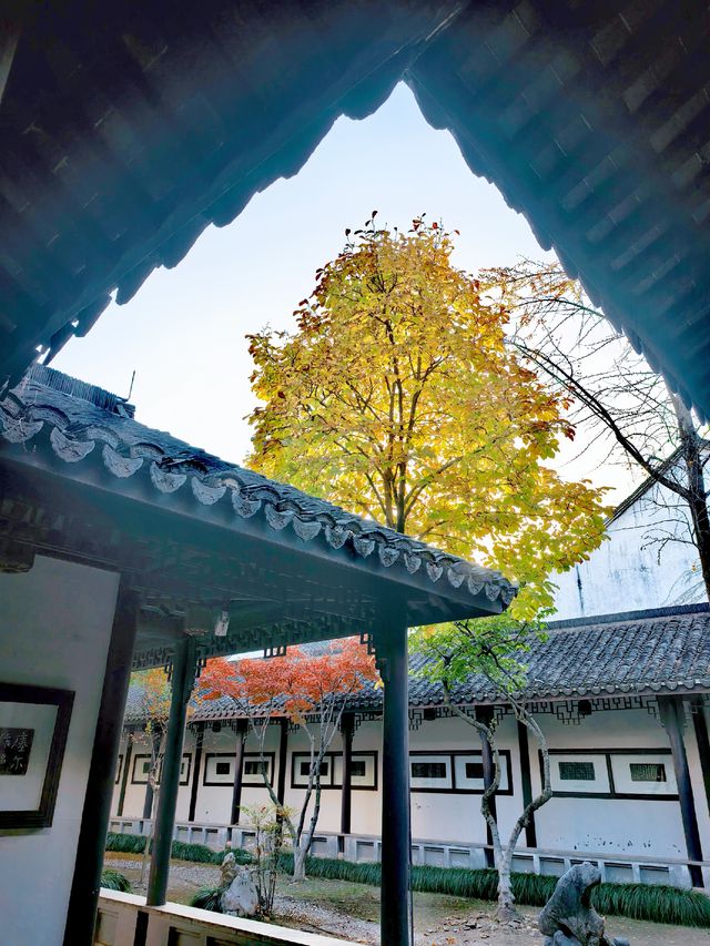 滿城秋色,一宅金黃 滿城秋色,一宅金黃