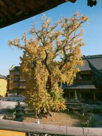 報國寺銀杏觀賞指南