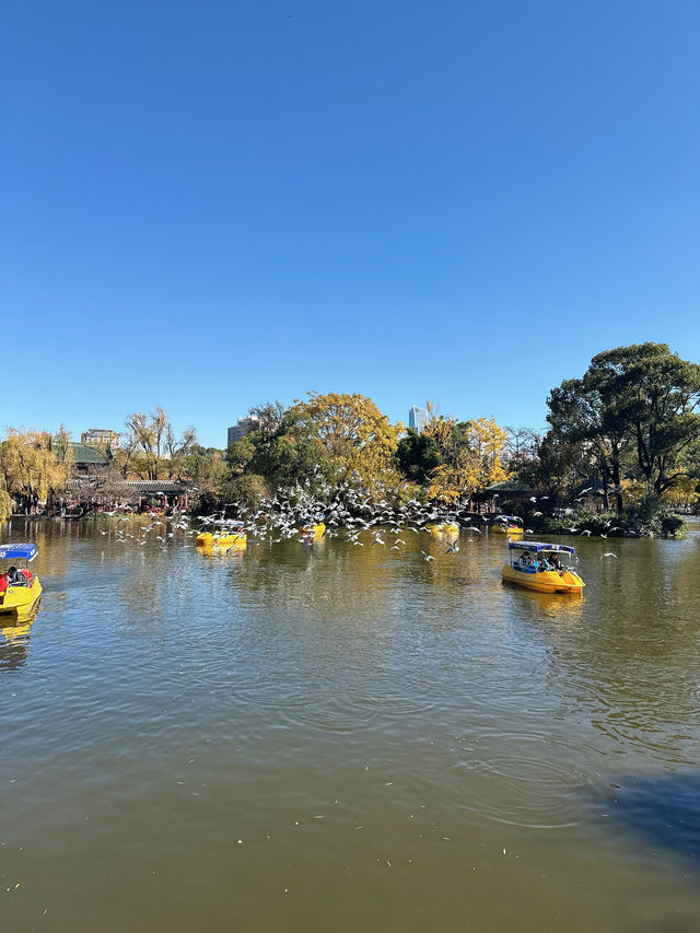 海鷗從不失約,曲靖的海鷗又回來了 海鷗從不失約,曲靖的海鷗又回來了