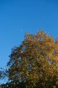 莫干山的楓葉紅啦錯過等一年