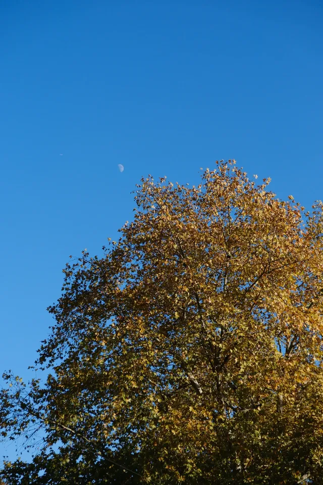 莫干山的楓葉紅啦錯過等一年