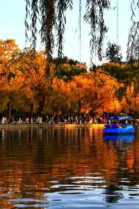 翠湖公園怎麼玩?本地人私藏路線,避開人潮賞冬櫻