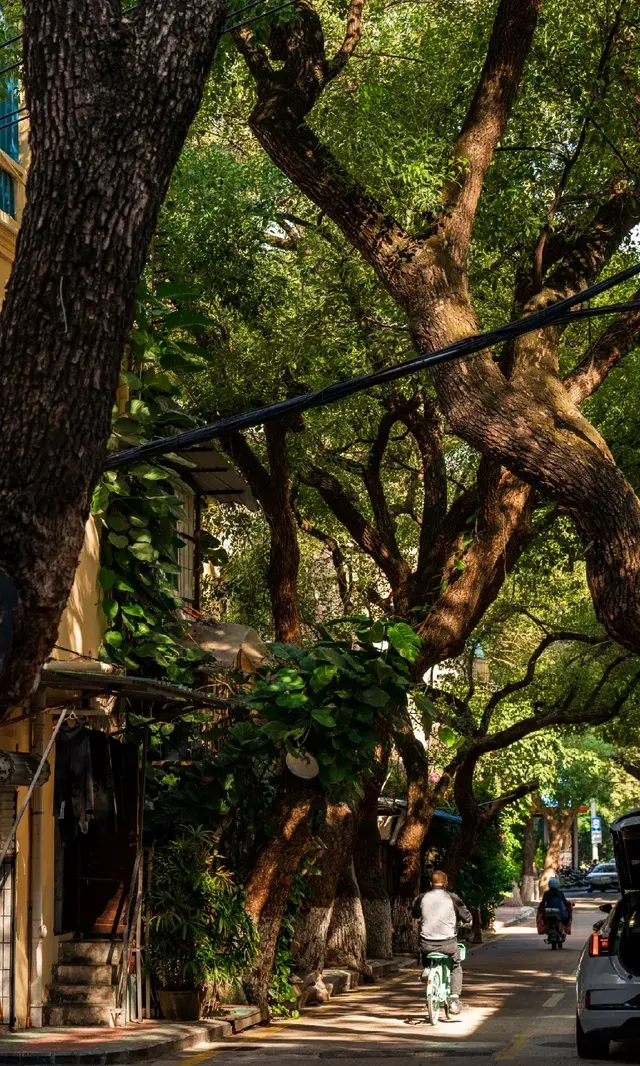 廈門拍照|在陽光鋪滿的信義路看發光的秋天