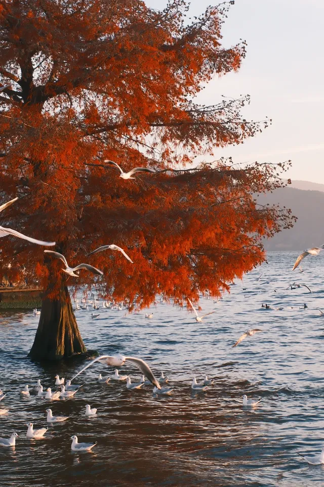 攝影師私藏龍龕碼頭日出 避坑+出片密碼 攝影師私藏龍龕碼頭日出 避坑+出片密碼