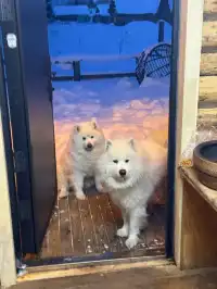 為什麼說冬季來禾木,小木屋住兩晚才能玩好