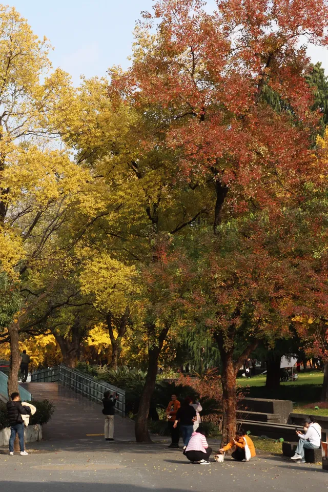 絕了！世博銀杏林真的太好拍了！！
