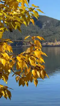 私藏！Live圖還原瀘沽湖冬日浪漫，金黃樹