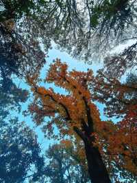 上海1小時直達,虞山真的太香了!