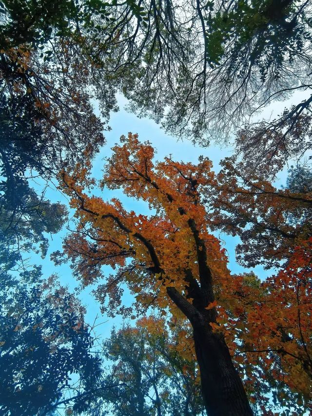 上海1小時直達,虞山真的太香了! 上海1小時直達,虞山真的太香了!