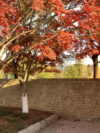 Autumn in Nanjing: A road to enjoy ginkgo, red maple, and dawn redwood