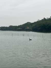 江門隱秘美景森林湖