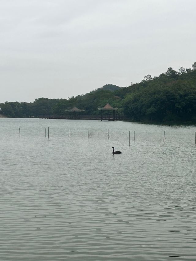 江門隱秘美景森林湖 江門隱秘美景森林湖