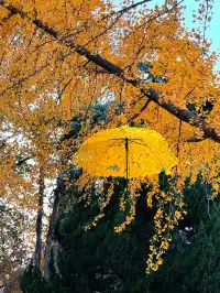 南京玄武湖 |接受落葉和降溫的風