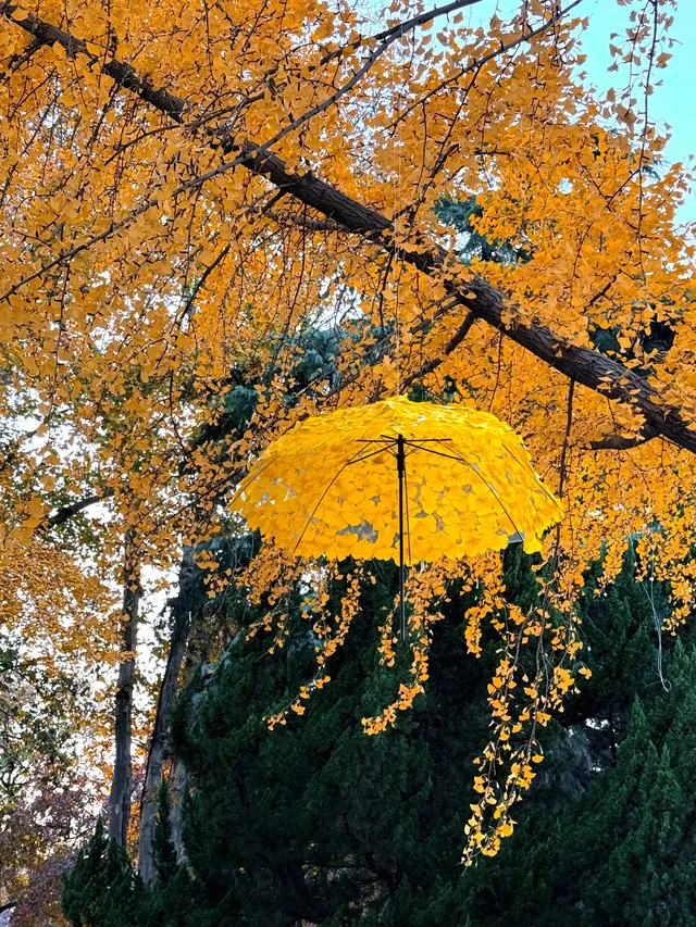南京玄武湖 |接受落葉和降溫的風 南京玄武湖 |接受落葉和降溫的風