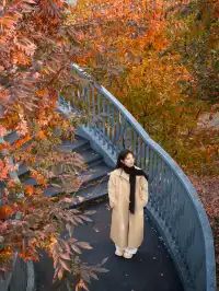 被問瘋的上海楓葉旋梯錯過真的等一年…