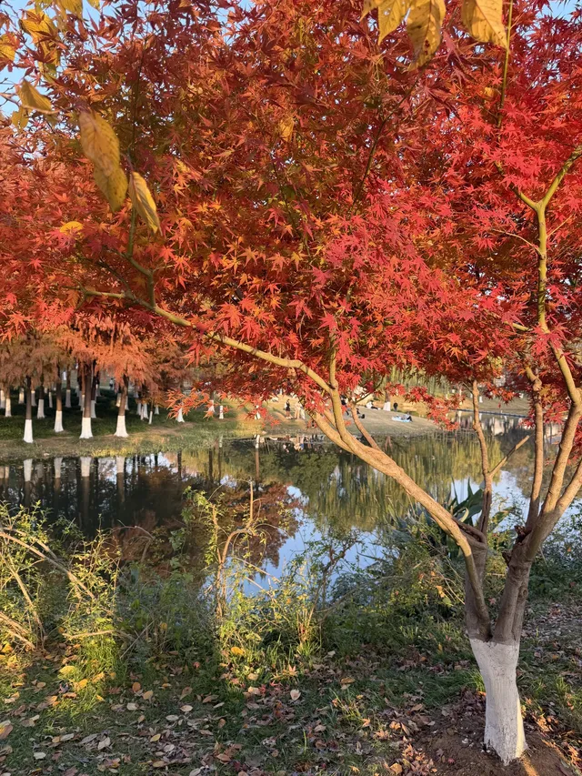 金陵Style直通！玄武湖落羽杉美成油畫暴擊