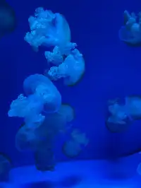 沉浸式墜入深海星穹，治癒與出片雙滿分～