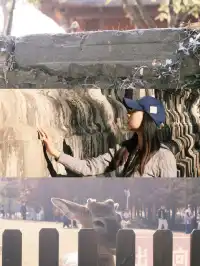 南京限定趕在銀杏掉光之前去看看