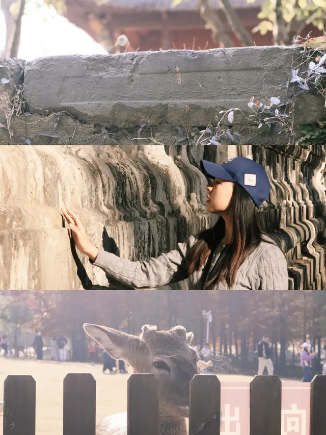 南京限定趕在銀杏掉光之前去看看 南京限定趕在銀杏掉光之前去看看