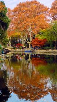 我說魯迅公園是上海市中心的賞秋天花板沒人有意見吧