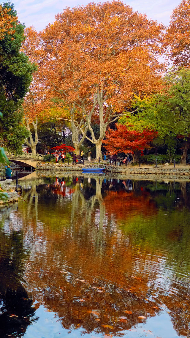 我說魯迅公園是上海市中心的賞秋天花板沒人有意見吧