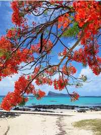 毛里裘斯9大必打卡點!來毛里裘斯必看~