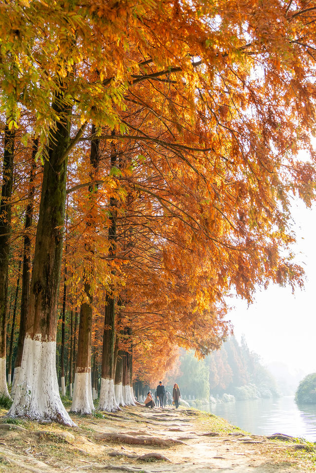 成都昇仙湖公園|晨霧下的水杉林是那麼的夢幻 成都昇仙湖公園|晨霧下的水杉林是那麼的夢幻