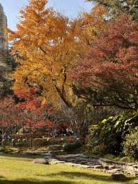 不誇張!本週上海最美的賞秋路線