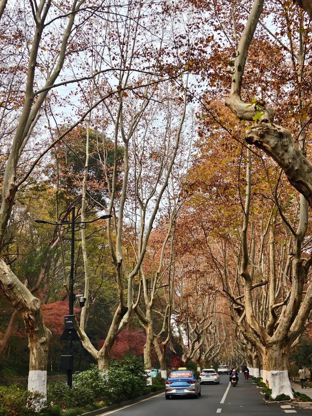 冬日泉州｜清源山的絕美夕陽剪影