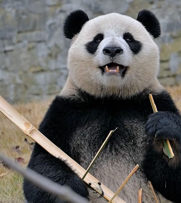 The China Giant Panda Garden Trial Operation