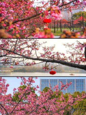 Stunning early cherry blossoms at Martyrs' Park in Changsha! Go for it!