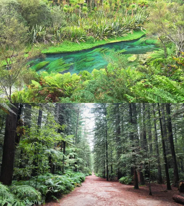 New Zealand North and South Island Custom Trip: A Perfect Review ✨
