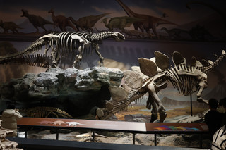 China Paleontology Museum May Day Jurassic Tour