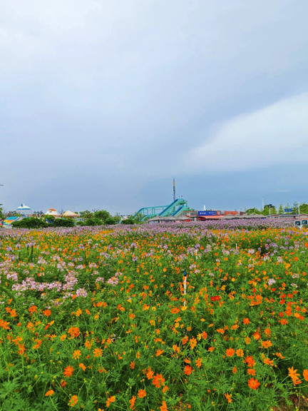 花畑 滨海湾の花畑には本当にたくさんの花があります！無料！水遊びができる