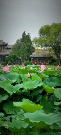 北京盛夏的粉色秘境蓮花池公園太仙了!