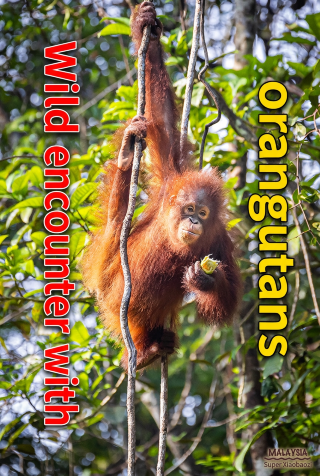 Wild orangutans in action! A unique must-visit experience in Kuching