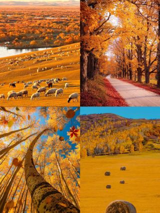 Autumn in Ulan Butong | Beyond the golden birch trees: An autumn epic in the Bashang wilderness