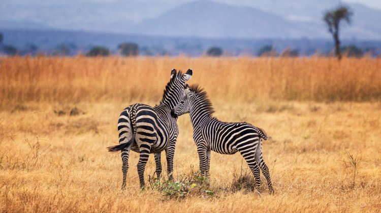  Millions of wildebeest calving together, Africa's most stunning lesson in life