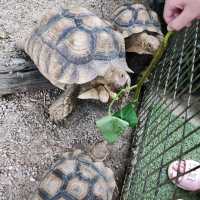 Bukit Merah Pavilion Mini Petting Zoo